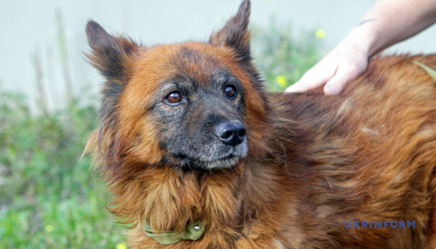 Un projet pilote pour créer un système d'enregistrement des animaux de compagnie est lancé en Ukraine