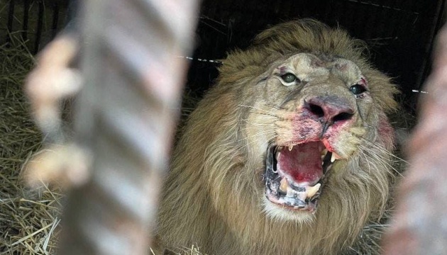 На Київщині під час обстрілів постраждав лев