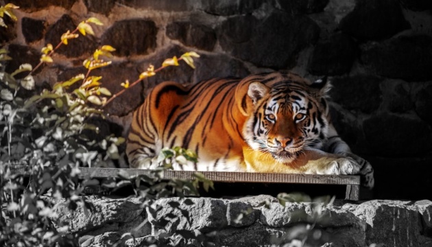 Понад 200 тварин, врятованих від війни, зимуватимуть у Київському зоопарку