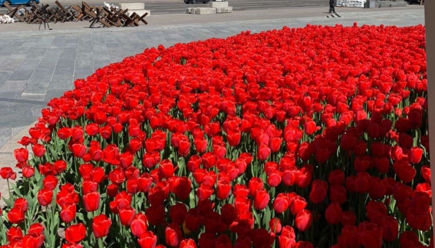 Нідерланди на знак підтримки відправляють в Україну 120 тисяч тюльпанів