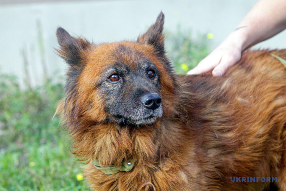 Der Hund Krim, der den Raketenangriff auf Dnipro überlebt hat, wird rehabilitiert / Foto: Mykola Mjakschykow, Ukrinform