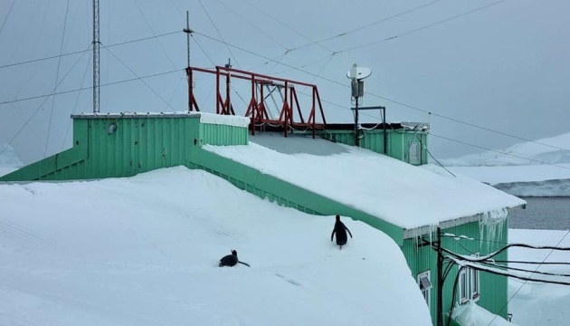Pingüinos caminan sobre el techo de la estación Akademik Vernadsky cubierta de nieve