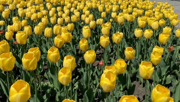 У Нідерландах на знак підтримки України висадили синьо-жовті квіти