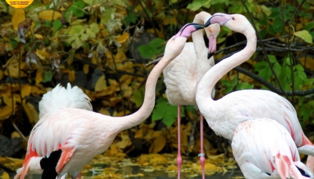 У Київському зоопарку проводять показові годування фламінго