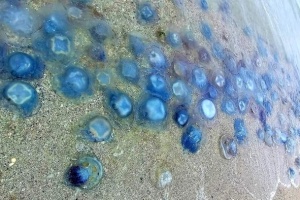 На узбережжя Одещини шторм викинув мільйони медуз-корнеротів