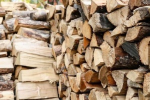 «Ліси України» заготовили понад 130 тисяч кубометрів дров до опалювального сезону