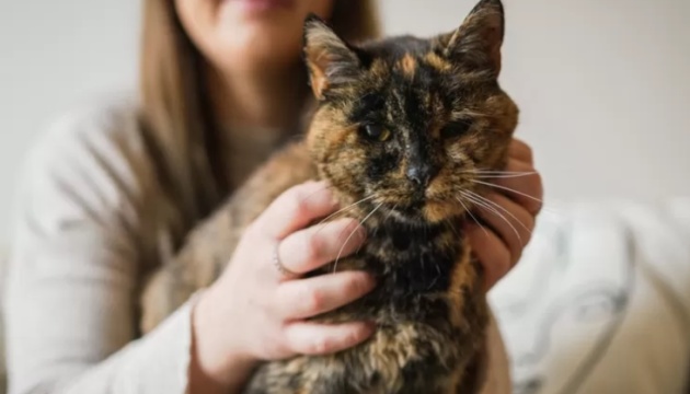 Книга рекордів Гіннеса назвала найстаршу кішку у світі