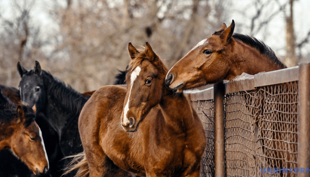 Польща викреслила коней зі списку забороненої для ввезення продукції з України