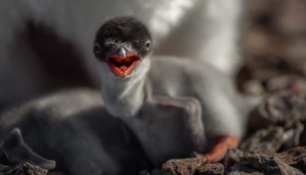 Українські полярники показали новонароджених пінгвінят