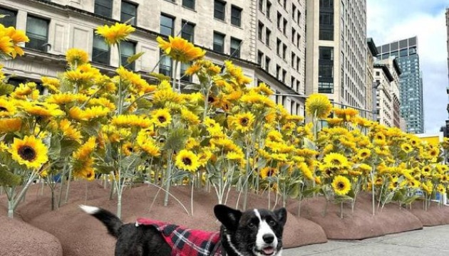 У Нью-Йорку до Дня Соборності висадили сад із соняшників