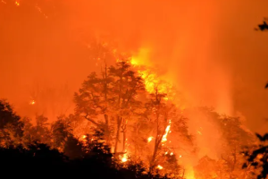 У Чилі вирують десятки лісових пожеж, вже 13 загиблих