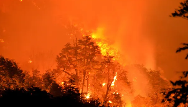 У Чилі вирують десятки лісових пожеж, вже 13 загиблих