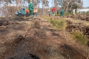 У Харкові висаджують 20 тисяч сосен у пошкодженому обстрілами бору