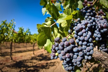 Ukraine’s vineyard plantations cut by 14,000 ha over nine years – Agrarian Policy Ministry