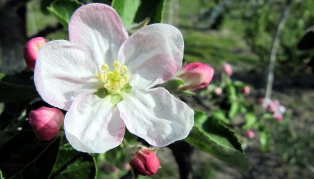 Єврокомісія скасувала обмеження експорту саджанців яблуні, сливи та аличі з України