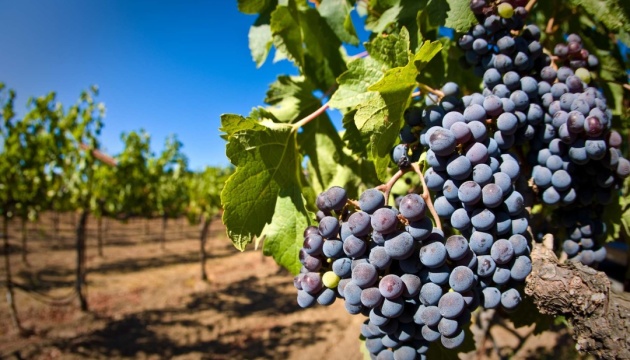 Ukraine’s vineyard plantations cut by 14,000 ha over nine years – Agrarian Policy Ministry