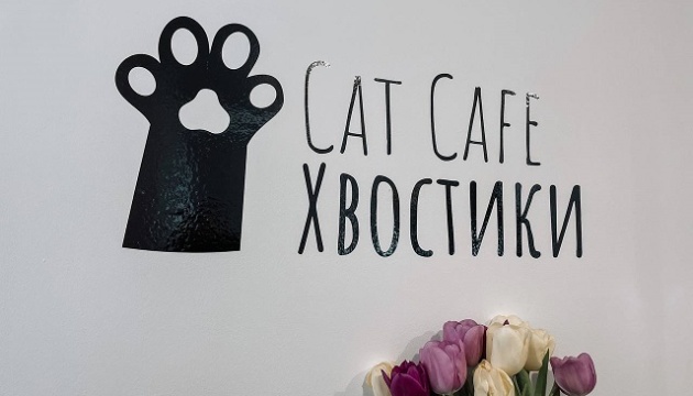 У Вінниці відкрилося перше соціальне котокафе