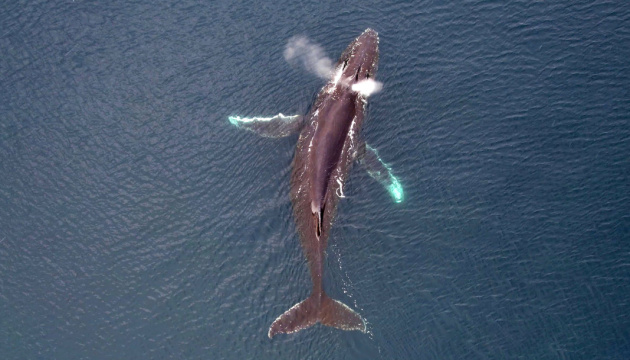 На станції «Академік Вернадський» вивчають китів за допомогою дронів