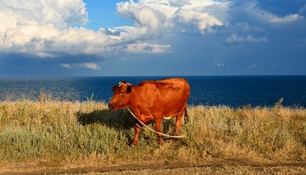 Загарбники вилучають худобу у селян в окупованому Криму