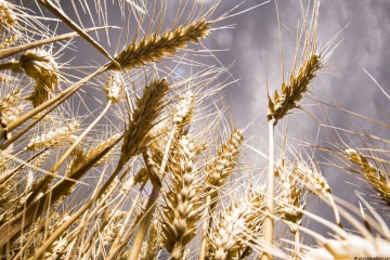 Ukraine exports over 42.4M t of grains, pulses