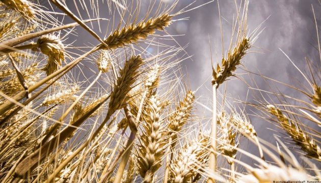 Ucrania exporta más de 40 millones de toneladas de cereales y leguminosos durante la actual campaña comercial