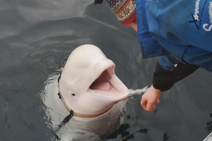 Біля узбережжя Швеції виявили білого кита, який міг втекти від росіян в амуніції