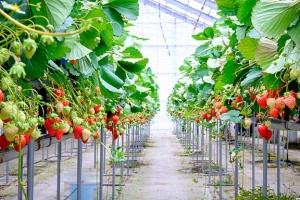Аграрії вже отримали ₴232 мільйони грантів на розвиток садівництва та теплиць