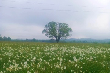 Almost entire Valley of Daffodils has blossomed in western Ukraine