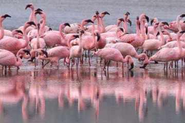 Flamingo colony nests on Tuzla Estuaries in Ukraine’s first