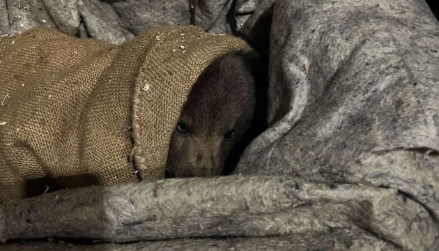 Маму врятованого ведмежати вбили на незаконному полюванні прикордонники – Ужанський нацпарк