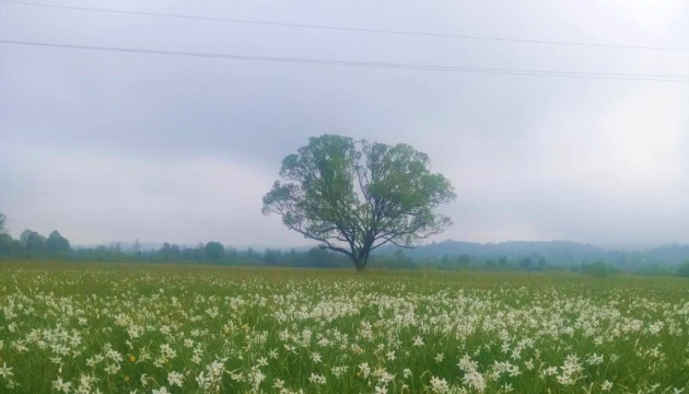 Almost entire Valley of Daffodils has blossomed in western Ukraine