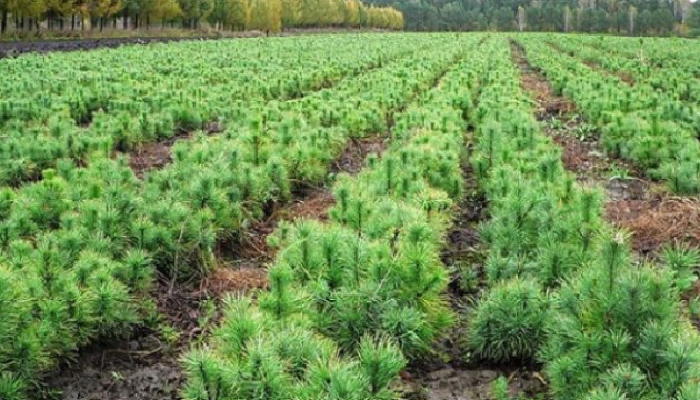В Україні цьогоріч висадили 111 мільйонів дерев за програмою «Зелена країна»