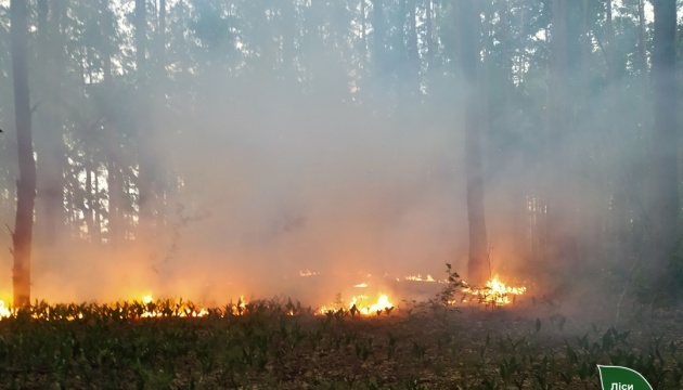 На Чернігівщині через обстріли близько тижня горить ліс
