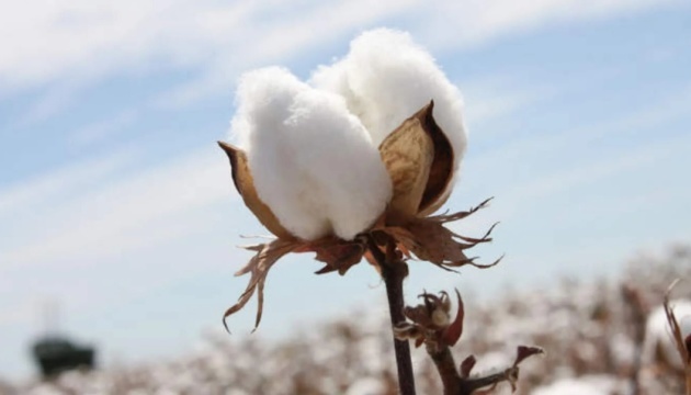 The “cotton” season starting in Crimea?