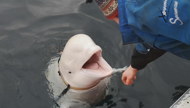 Біля узбережжя Швеції виявили білого кита, який міг втекти від росіян в амуніції