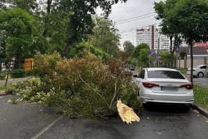 У Києві через падіння дерев ускладнений рух на вулицях Героїв Дніпра та Салютній