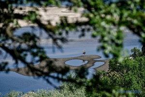 Ліс, що виріс на місці Каховського водосховища, перебуває під захистом Бернської конвенції - науковець