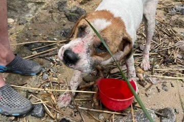 Überschwemmungen nach Sprengung von Kachowka-Staudamm: Hund auf Brett aus Meer gerettet