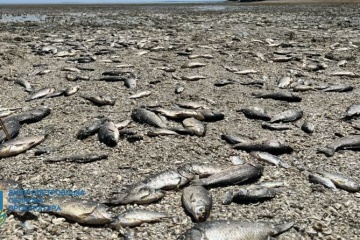 Over 9,000 fish died in Zaporizhzhia region due to lowered water levels in Kakhovka reservoir