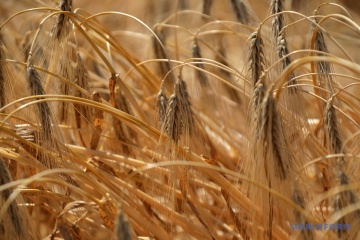 Ukraine harvests over 2.1M t of new crop grain