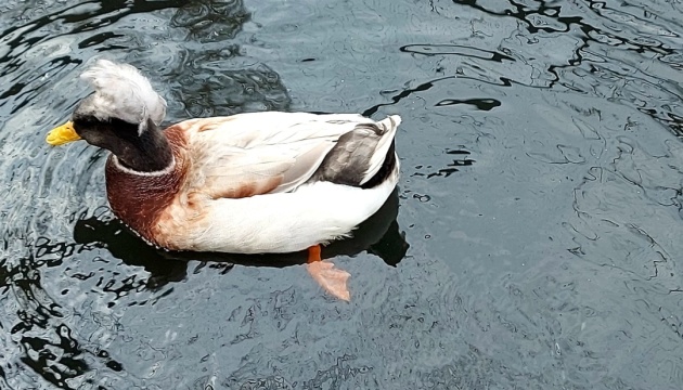 У зоопарку в Новій Каховці врятувалися тільки лебеді і качки