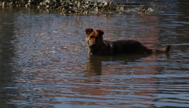 «Чотирилапа» евакуація: із затоплених територій Херсонщини вже вивезли понад 400 тварин