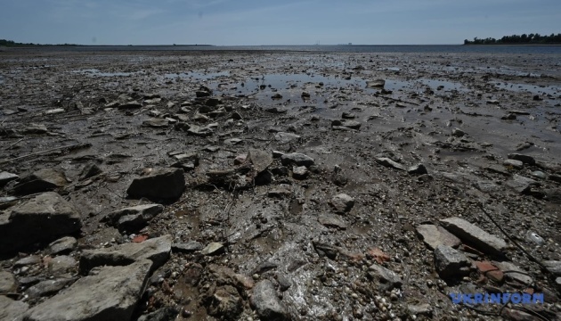 Під Одесою у морі знайшли собаку, який на дошці доплив з Херсона