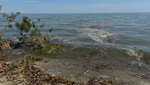 Чорне море внаслідок підриву росіянами Каховської ГЕС почало опріснюватись – екологи