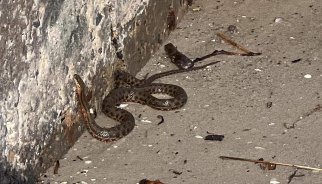 На одеське узбережжя виносить змій з Херсонщини