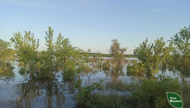 Миколаївщина: у Снігурівському районі вода спадає, підтопленими залишаються 400 гектарів лісу