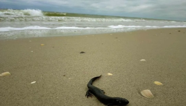 Numerous dead animals from Red Data Book found on coast of Odesa region