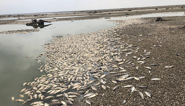 У заплавній частині Каховського водосховища на Запоріжжі почала гинути риба