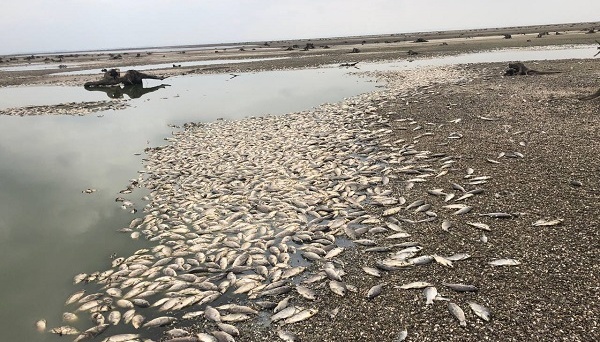 На Запоріжжі через зниження води у Каховському водосховищі загинули понад 9 тисяч екземплярів риби