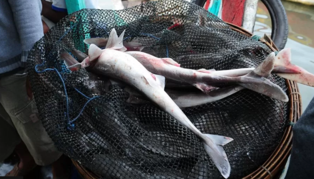 У Бразилії конфіскували майже 30 тонн плавників акул, вилов яких забороняє закон